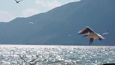 4k实拍海鸥飞翔升格鸟类风光视频的预览图